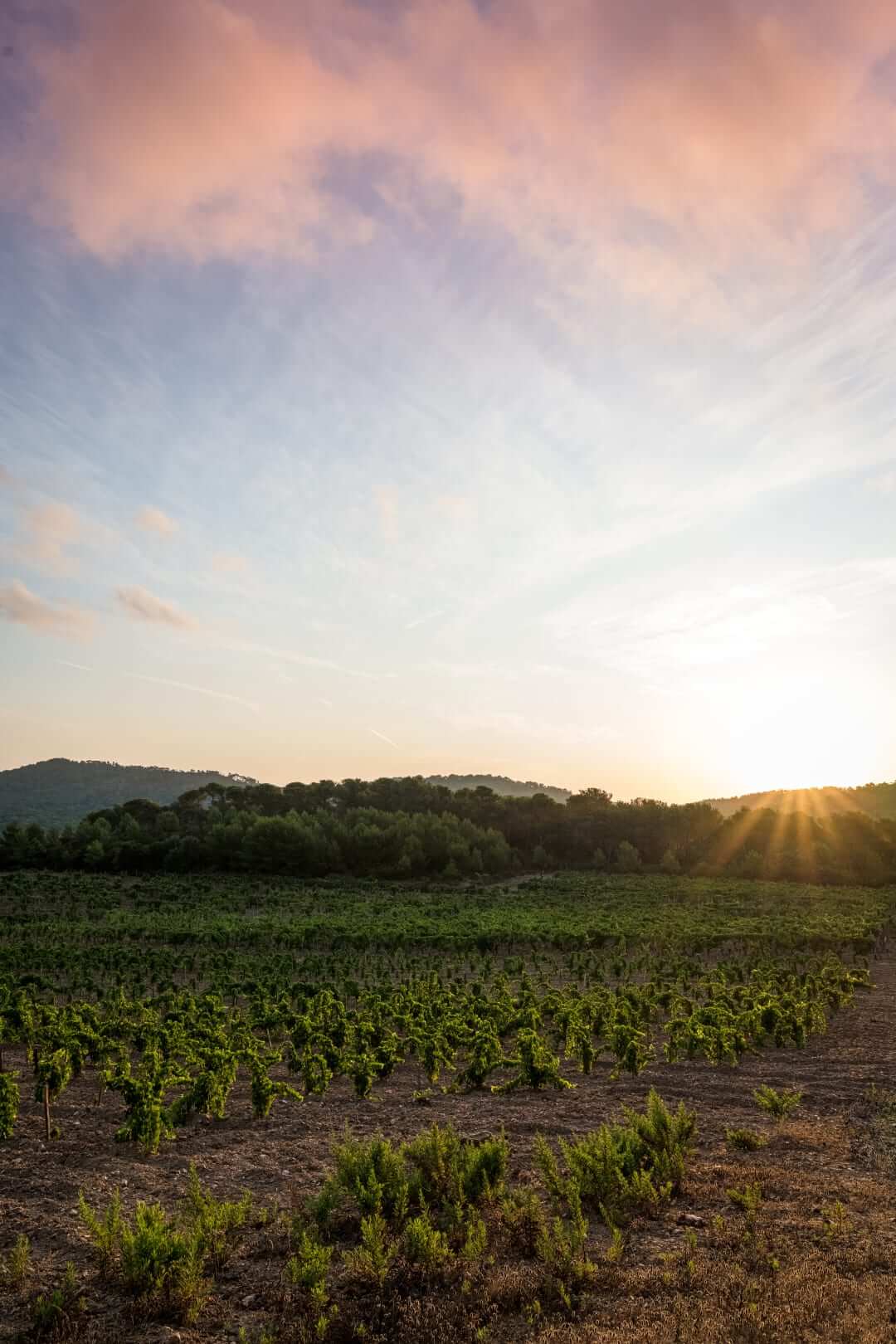 Domaine de l'Ile - Porquerolles - Côtes de Provence