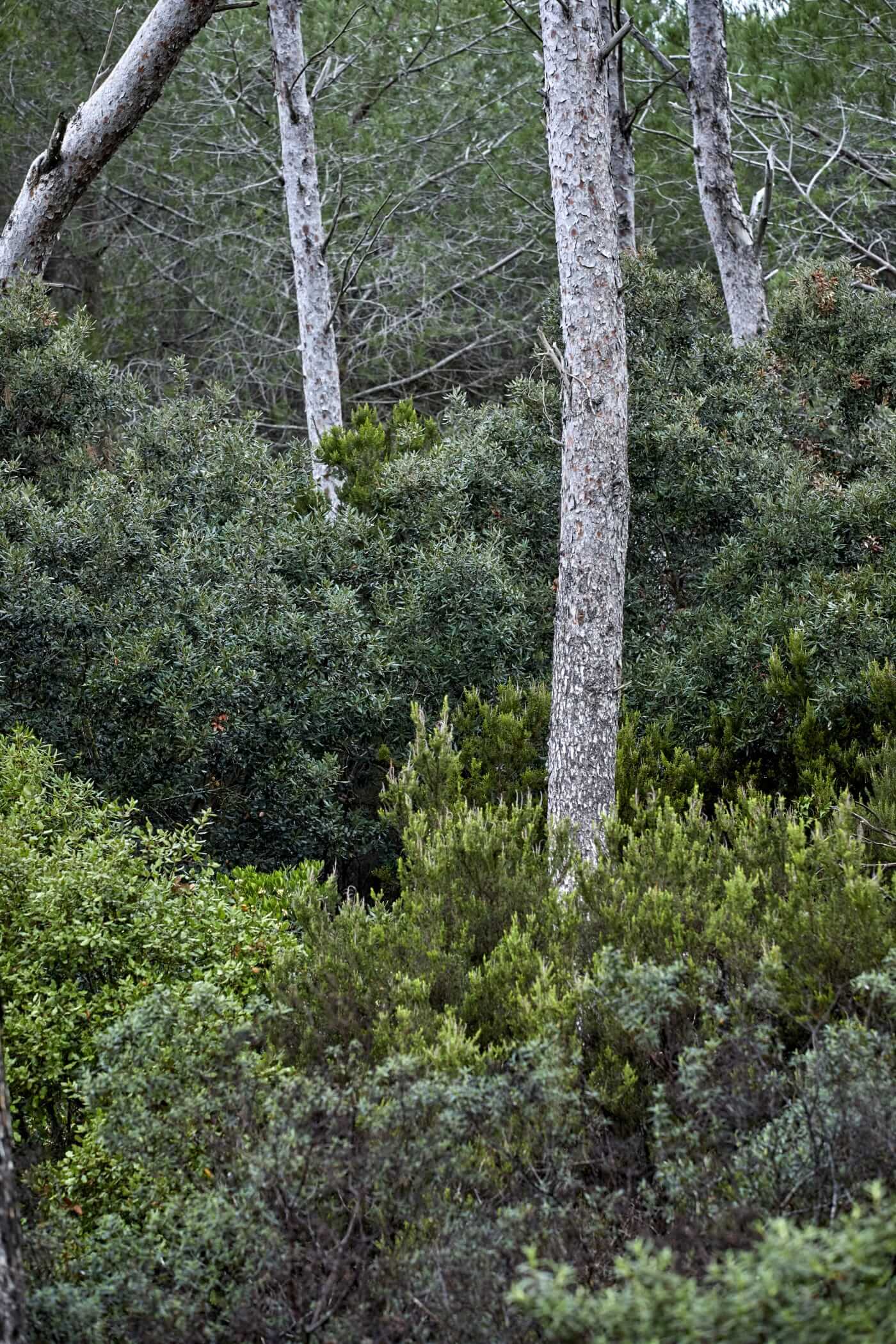 Végétation de l’île de Porquerolles