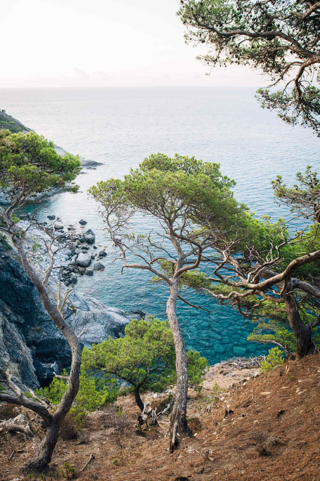 Paysage avec pins, schistes et mer sur l’île de Porquerolles