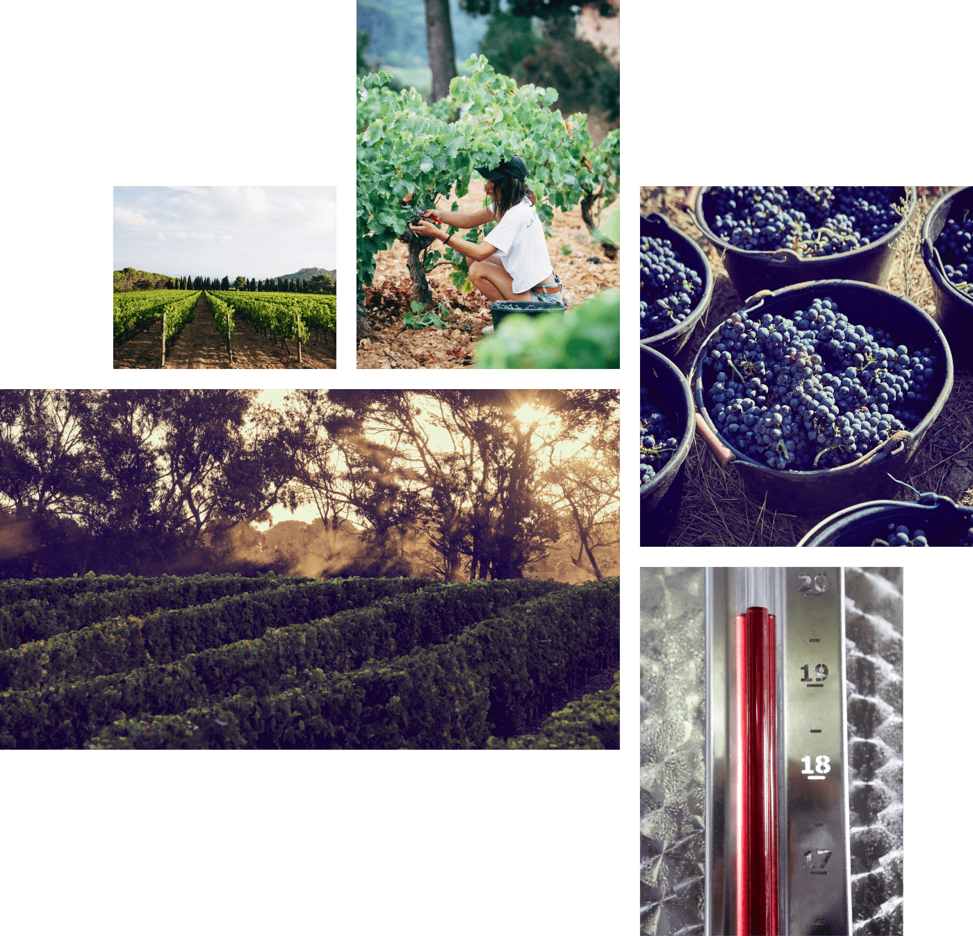 Domaine de l'Ile - Porquerolles - Côtes de Provence