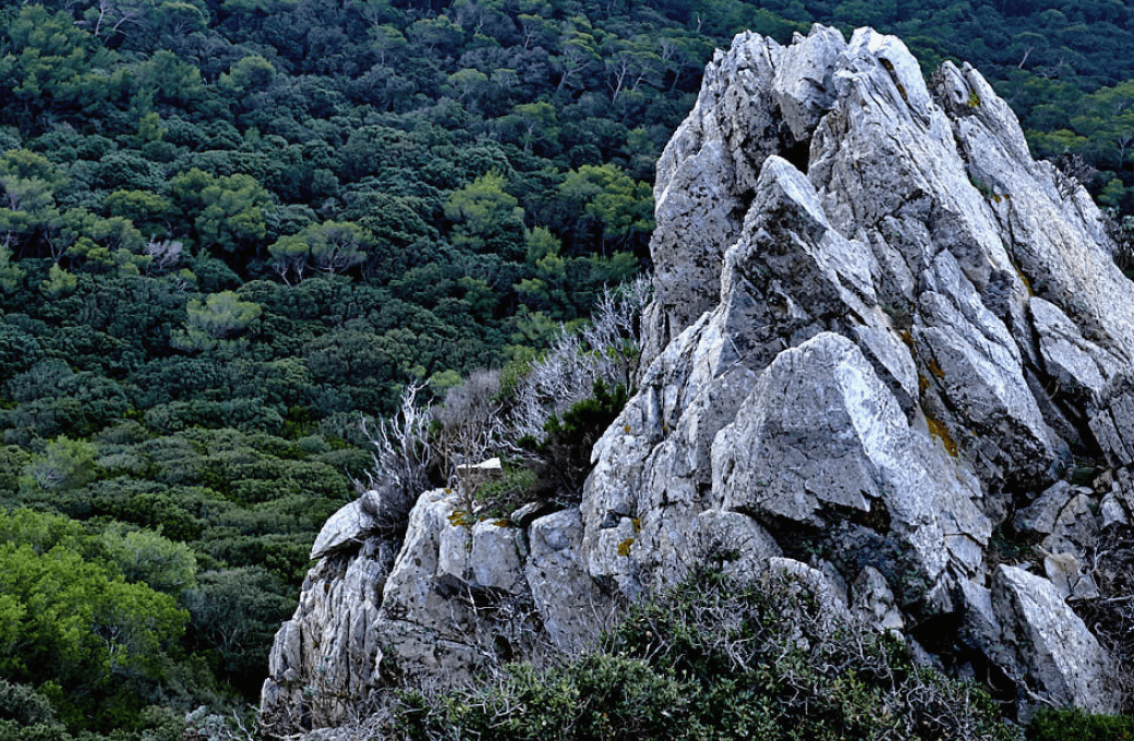Domaine de l'Ile - Porquerolles - Côtes de Provence