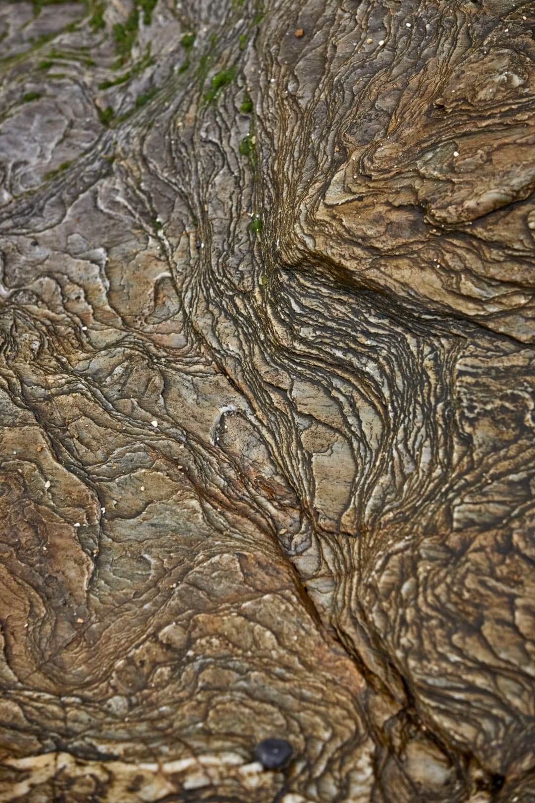 Domaine de l'Ile - Porquerolles - Côtes de Provence