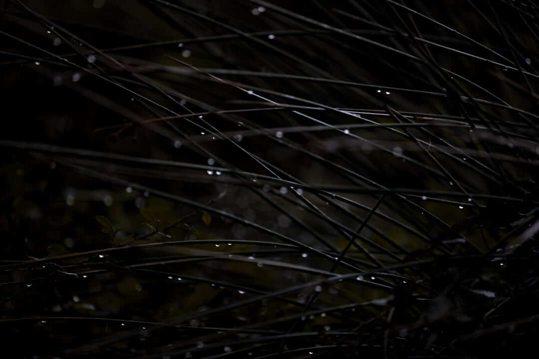 Domaine de l'Ile - Porquerolles - Côtes de Provence