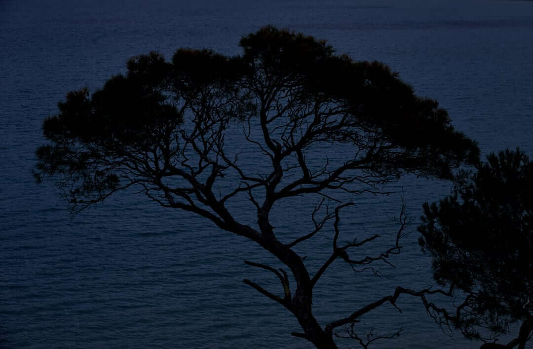 Domaine de l'Ile - Porquerolles - Côtes de Provence