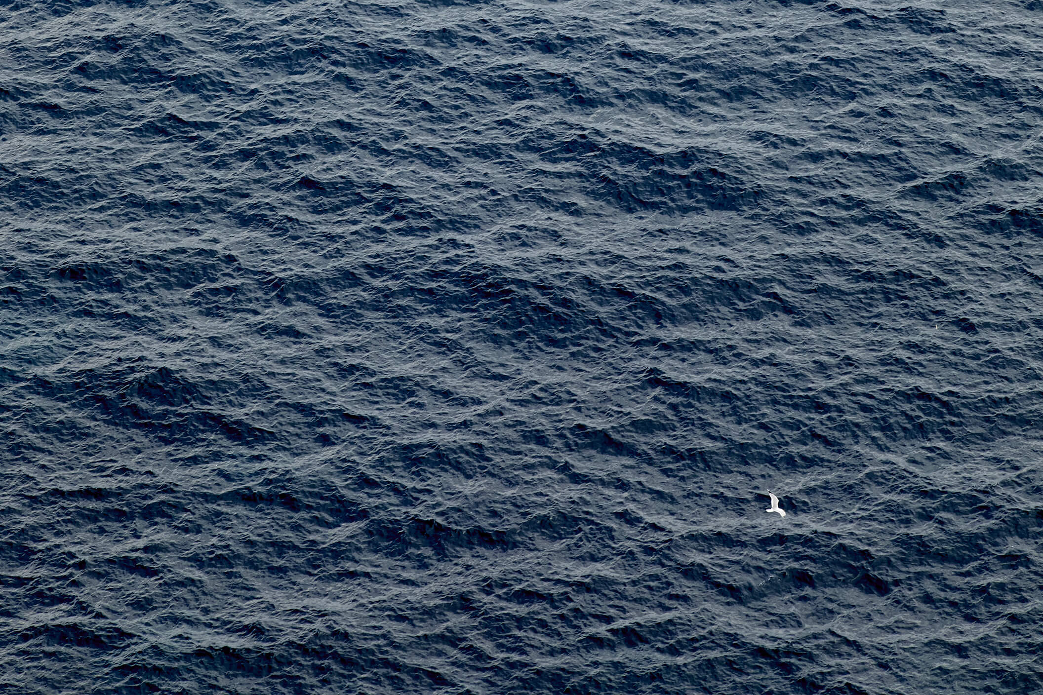 Domaine de l'Ile - Porquerolles - Côtes de Provence