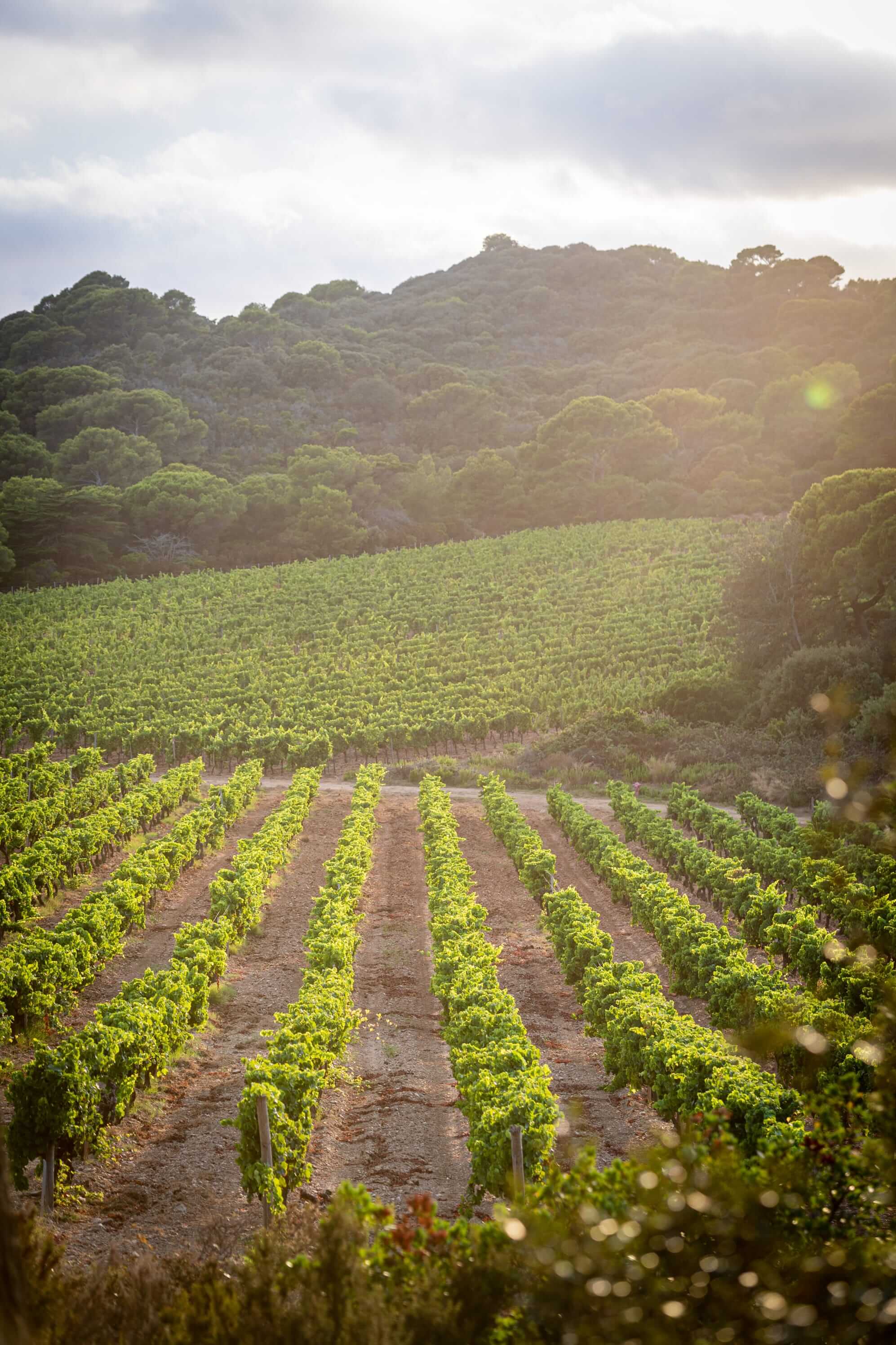 Vignes du Domaine de l’Ile à Porquerolles
