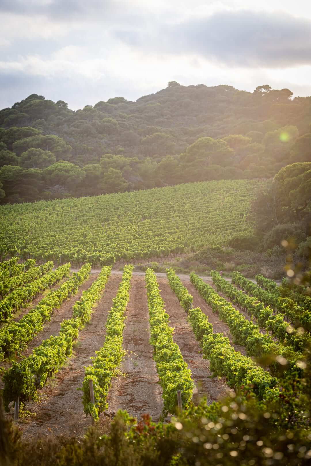 Vignes du Domaine de l’Ile à Porquerolles