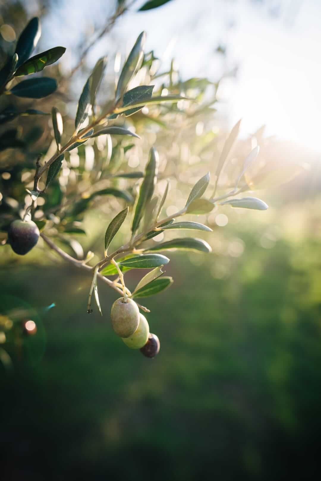 Domaine de l'Ile - Porquerolles - Côtes de Provence