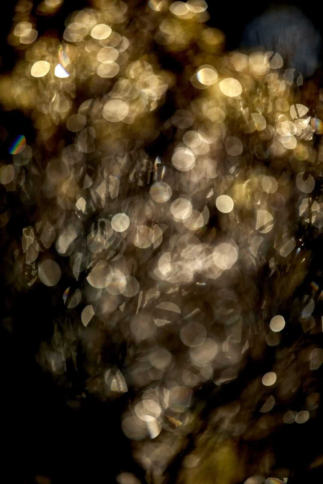 Domaine de l'Ile - Porquerolles - Côtes de Provence