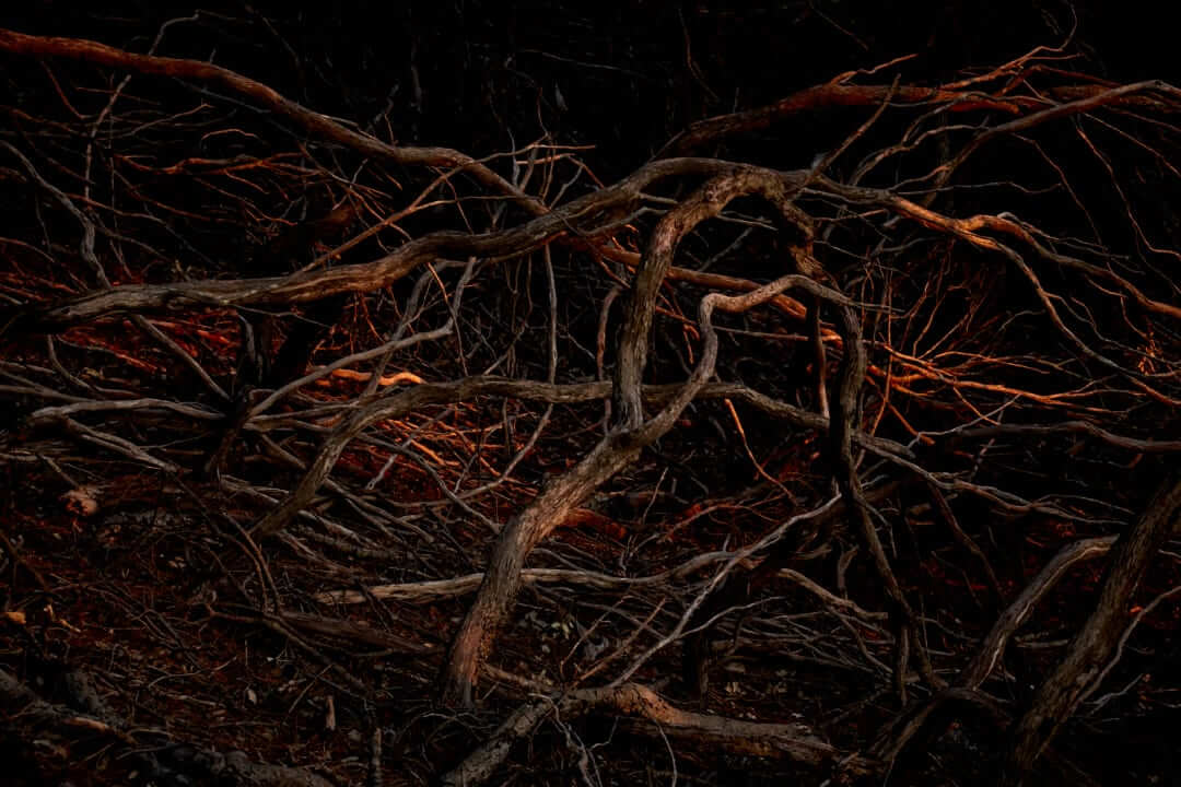 Domaine de l'Ile - Porquerolles - Côtes de Provence
