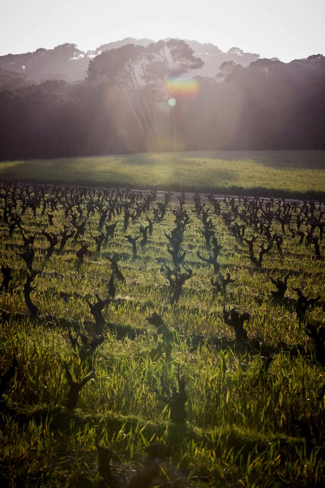 Domaine de l'Ile - Porquerolles - Côtes de Provence