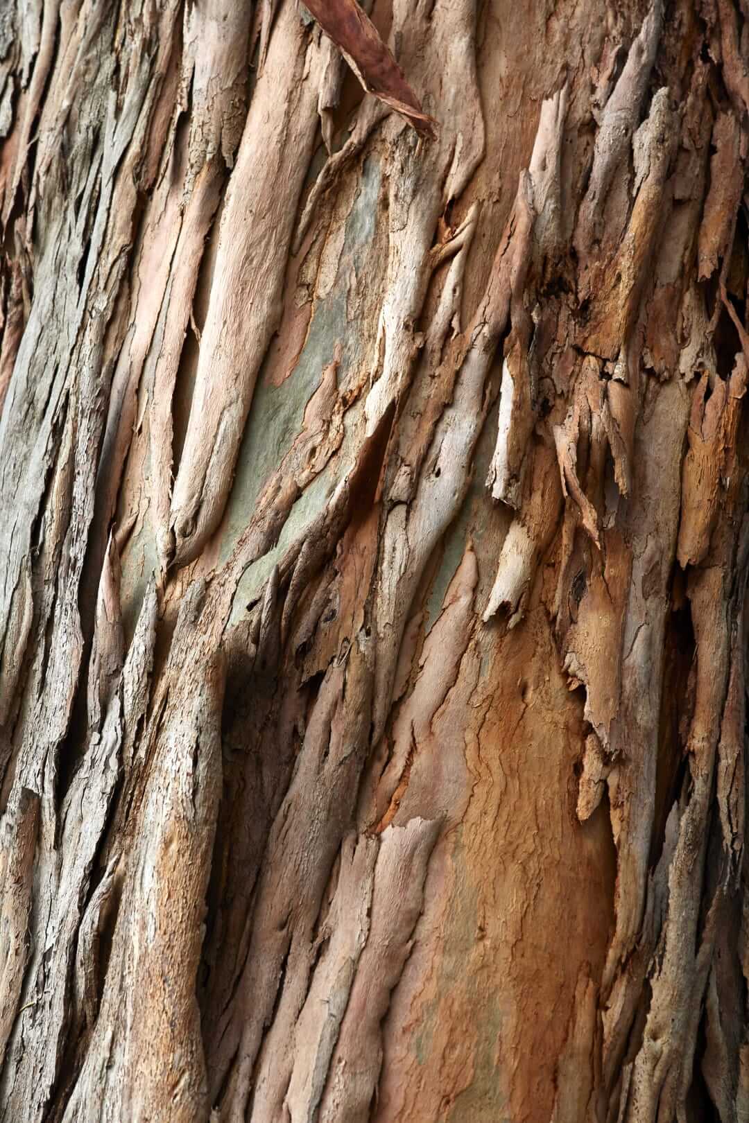 Domaine de l'Ile - Porquerolles - Côtes de Provence