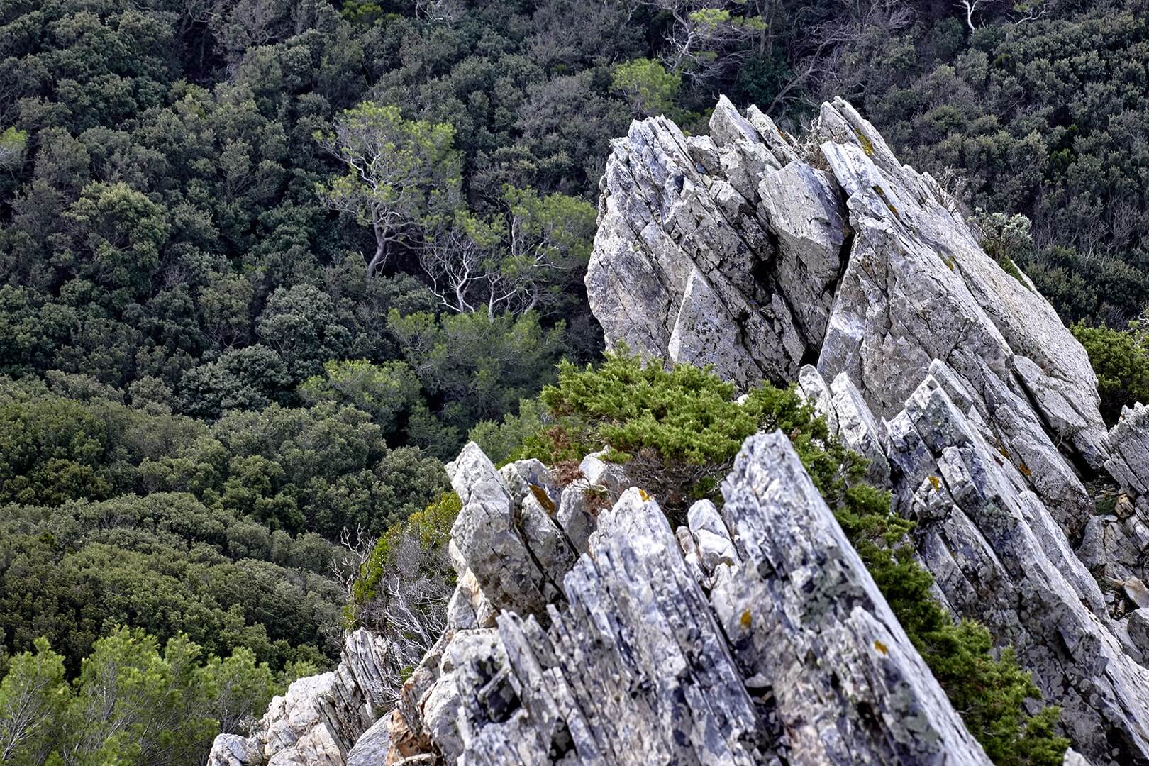 Domaine de l'Ile - Porquerolles - Côtes de Provence