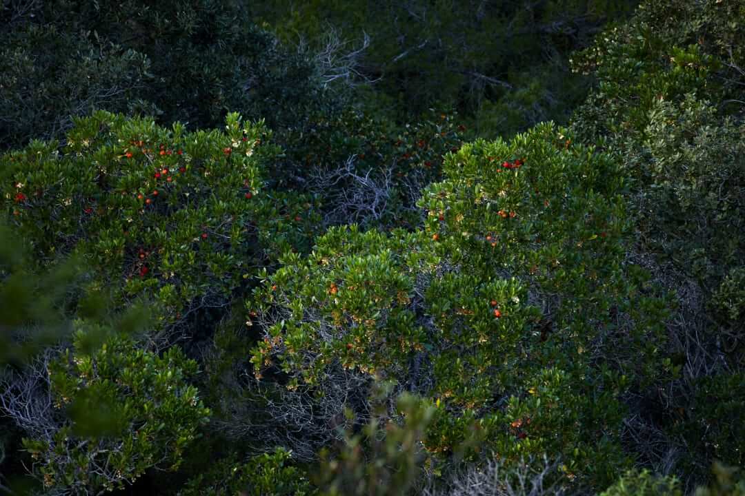 Domaine de l'Ile - Porquerolles - Côtes de Provence