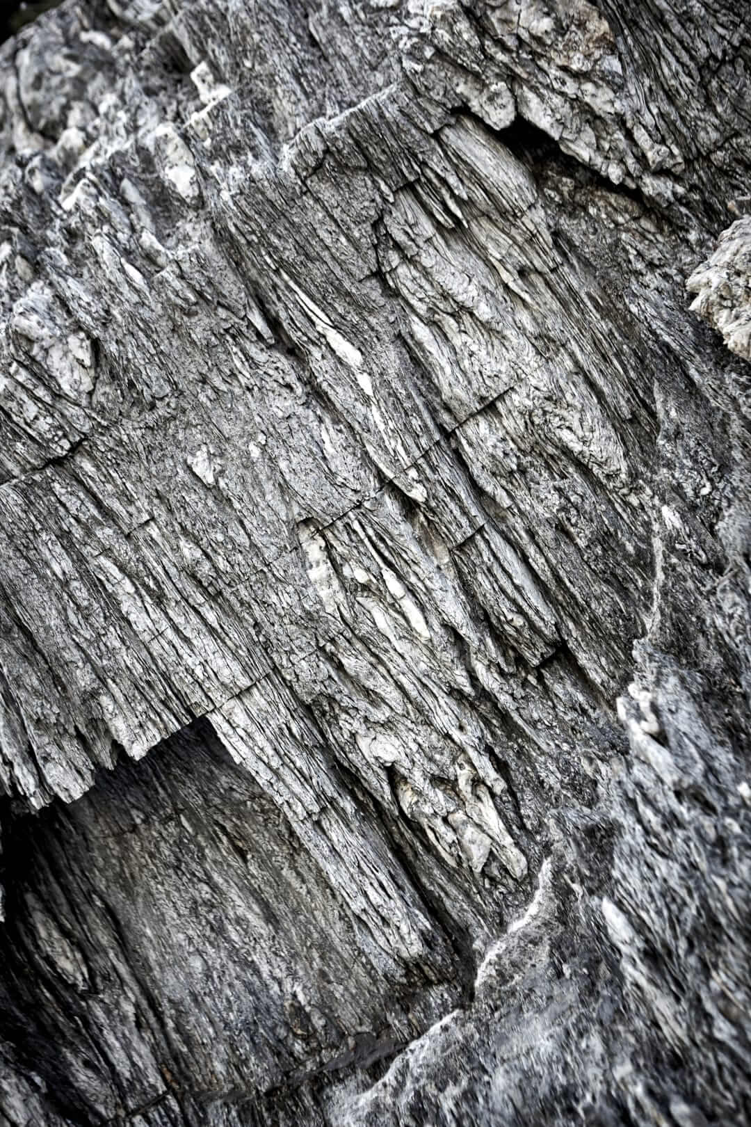 Domaine de l'Ile - Porquerolles - Côtes de Provence