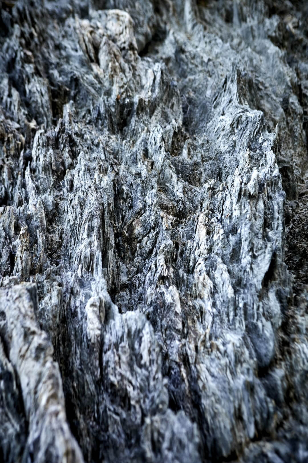 Domaine de l'Ile - Porquerolles - Côtes de Provence