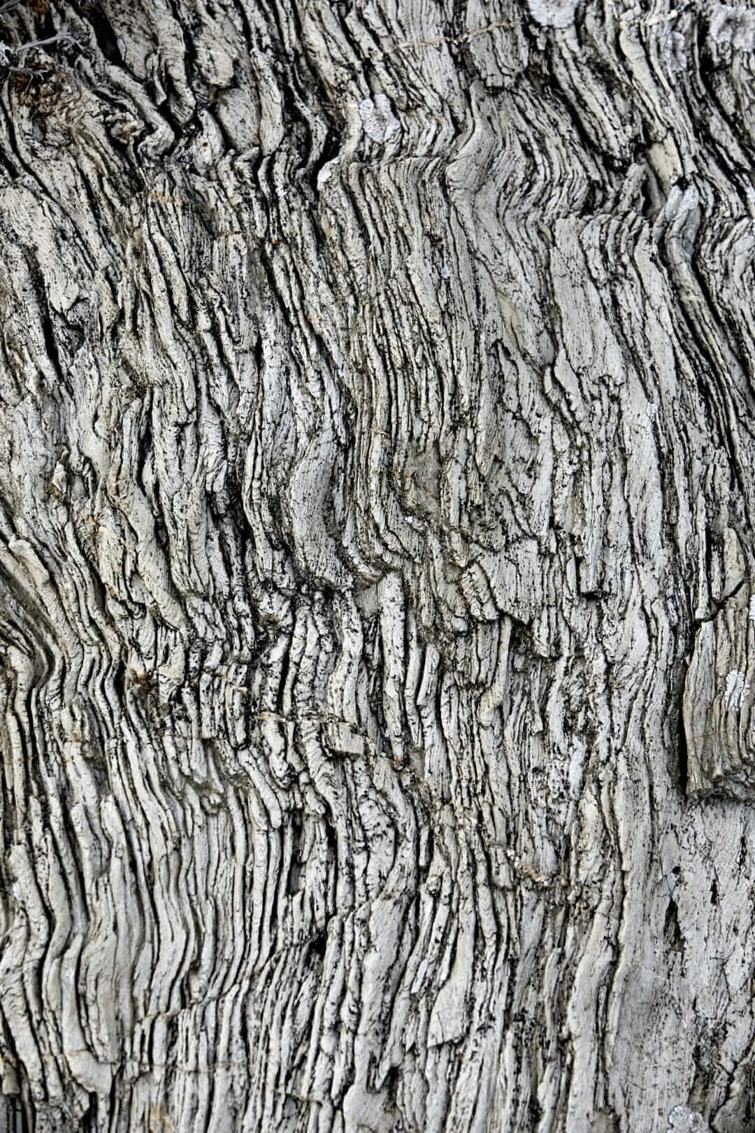 Domaine de l'Ile - Porquerolles - Côtes de Provence