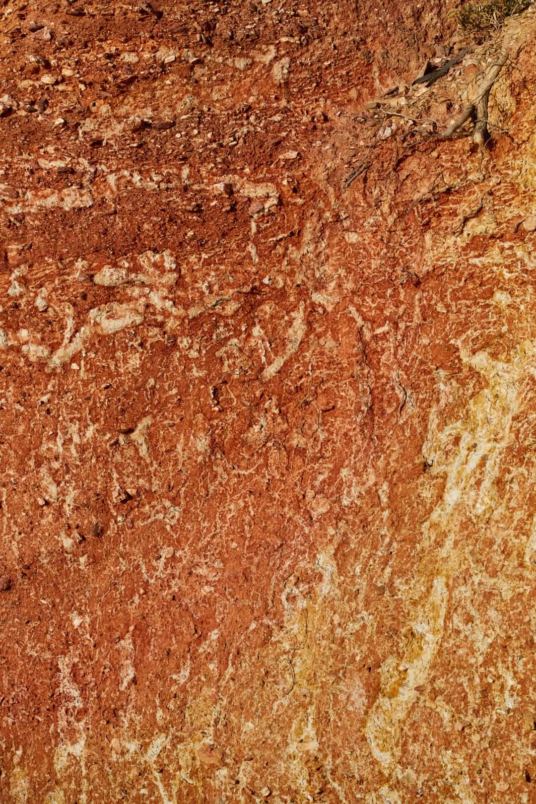 Domaine de l'Ile - Porquerolles - Côtes de Provence