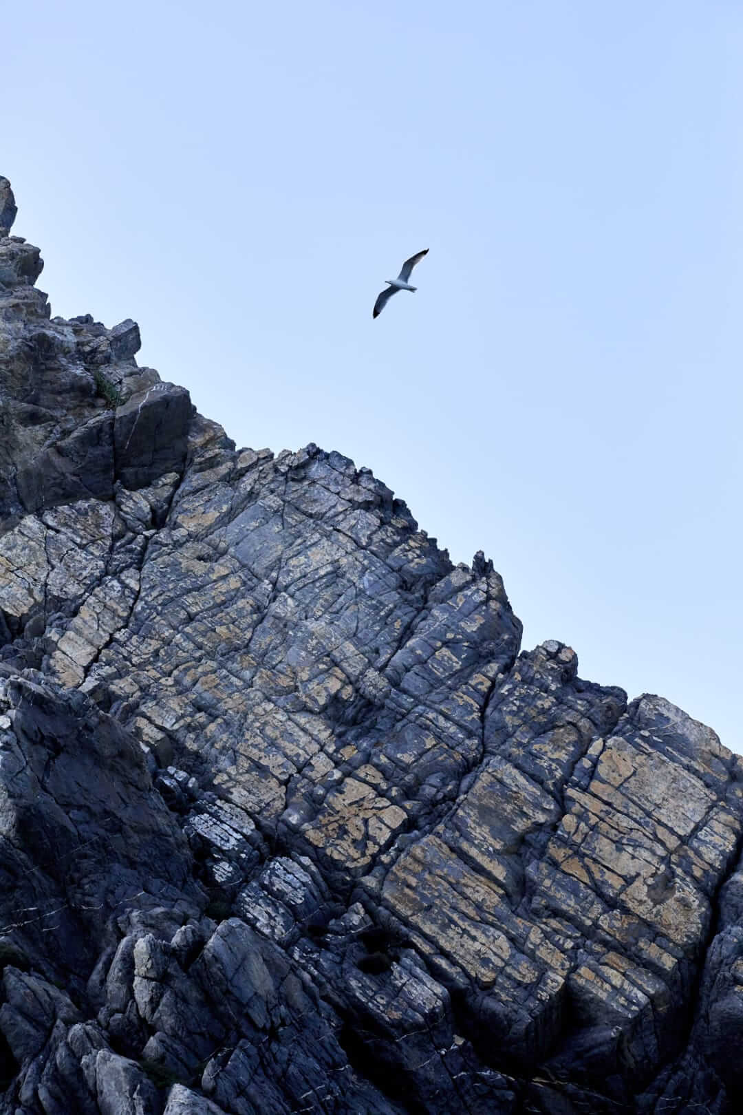 Domaine de l'Ile - Porquerolles - Côtes de Provence